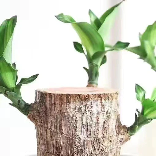 Braziliaanse lucky wood plant binnen decoratieve luchtzuiverende plant