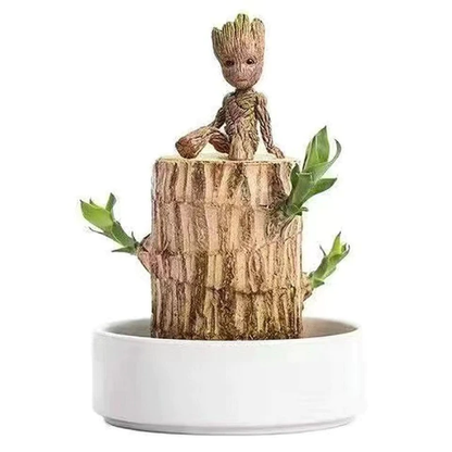 Braziliaanse lucky wood plant binnen decoratieve luchtzuiverende plant