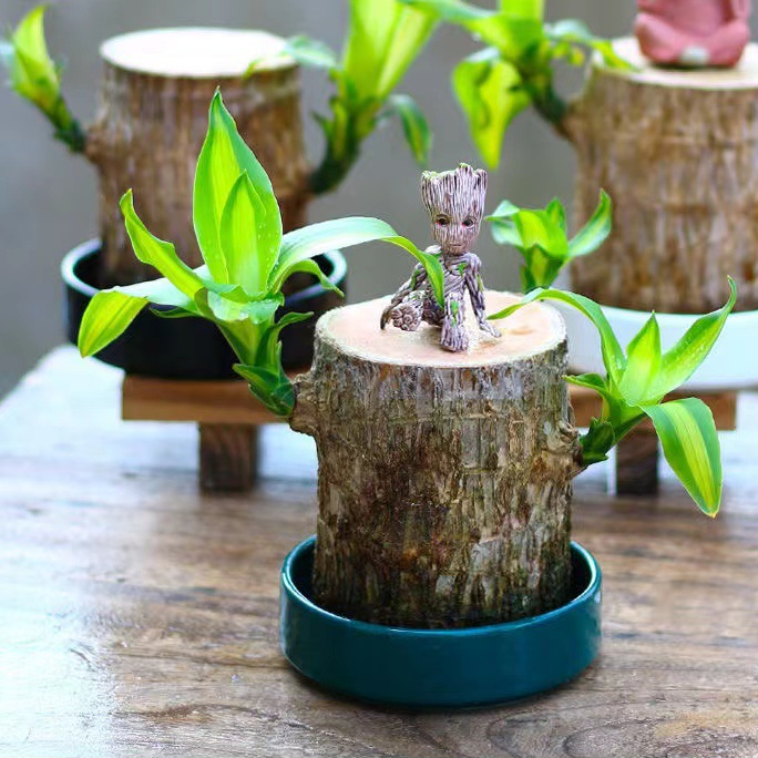 Braziliaanse lucky wood plant binnen decoratieve luchtzuiverende plant