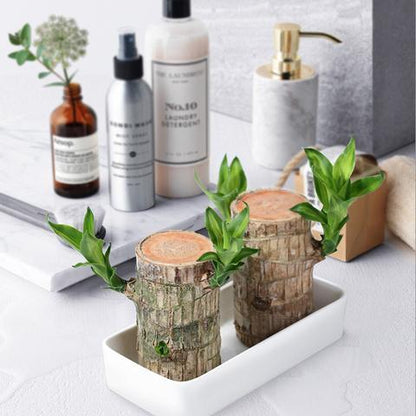 Braziliaanse lucky wood plant binnen decoratieve luchtzuiverende plant