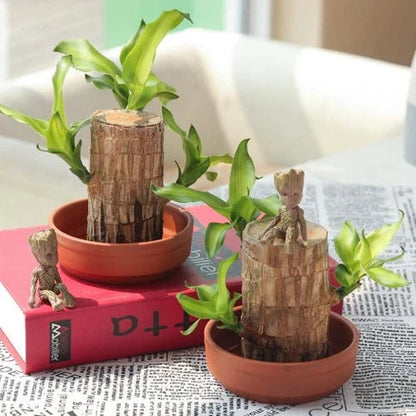 Braziliaanse lucky wood plant binnen decoratieve luchtzuiverende plant