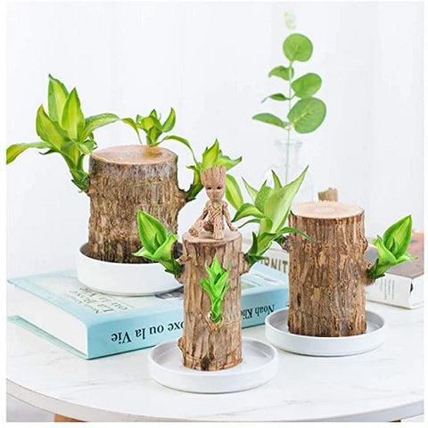 Braziliaanse lucky wood plant binnen decoratieve luchtzuiverende plant