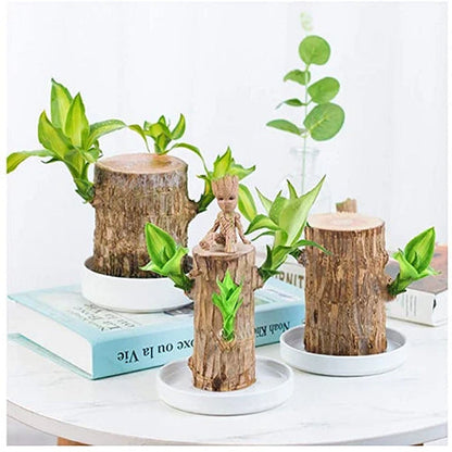 Braziliaanse lucky wood plant binnen decoratieve luchtzuiverende plant