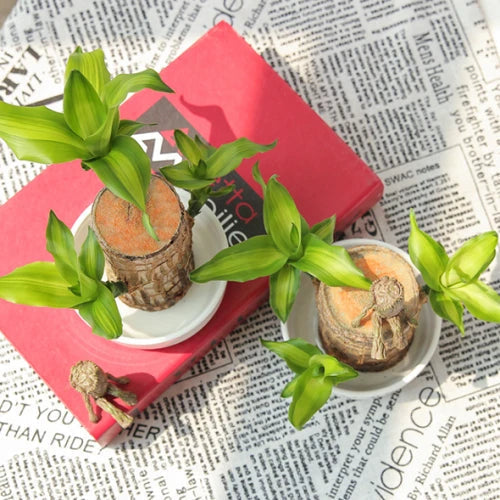 Braziliaanse lucky wood plant binnen decoratieve luchtzuiverende plant