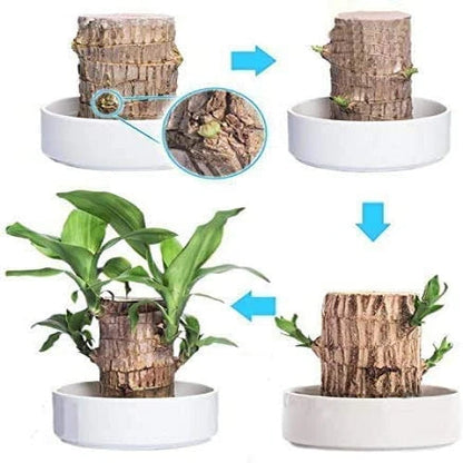 Braziliaanse lucky wood plant binnen decoratieve luchtzuiverende plant