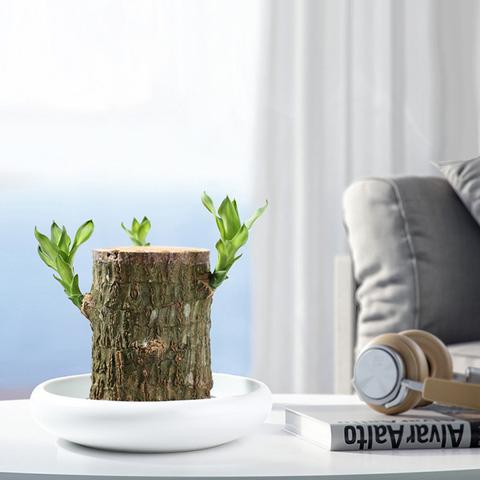 Braziliaanse lucky wood plant binnen decoratieve luchtzuiverende plant