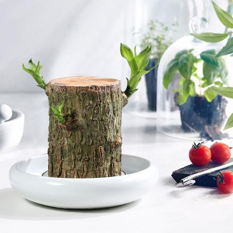 Braziliaanse lucky wood plant binnen decoratieve luchtzuiverende plant