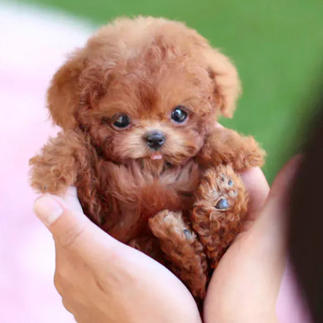 SnugglePup Realistic Plush Puppy Soft Cuddly Companion Toy