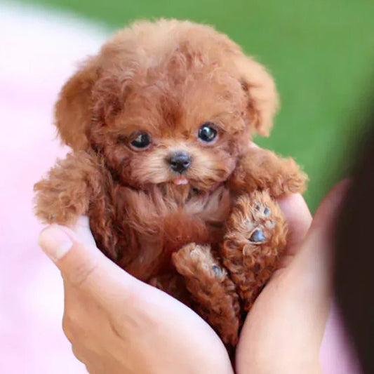 SnugglePup Realistic Plush Puppy Soft Cuddly Companion Toy